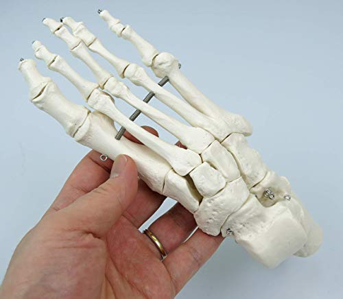 3B Scientific A05/1 Esqueleto Completo, Desarticulado con Cráneo, 3 Piezas - 3B Smart Anatomy