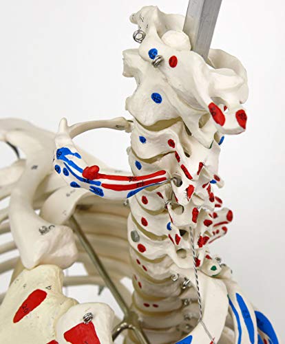 3B Scientific A11 Modelo Anatómico Humano - Esqueleto Max con Músculos Numerados de Tamaño Natural - Sobre Pie Metálico con 5 ruedas + Software de Anatomía 3B Smart Anatomy