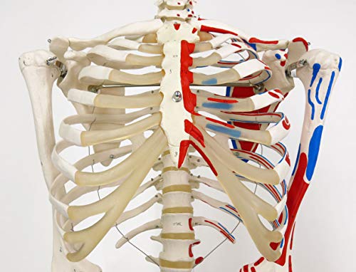 3B Scientific A11 Modelo Anatómico Humano - Esqueleto Max con Músculos Numerados de Tamaño Natural - Sobre Pie Metálico con 5 ruedas + Software de Anatomía 3B Smart Anatomy