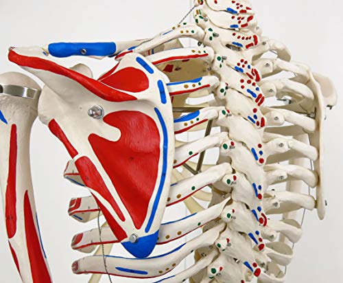 3B Scientific A11 Modelo Anatómico Humano - Esqueleto Max con Músculos Numerados de Tamaño Natural - Sobre Pie Metálico con 5 ruedas + Software de Anatomía 3B Smart Anatomy