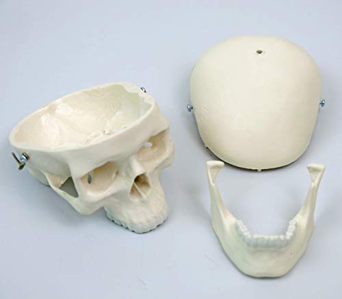 3B Scientific A18/1 Modelo de anatomía humana Mini esqueleto “Shorty“, Sobre Soporte Colgante + software de anatomía gratuito - 3B Smart Anatomy