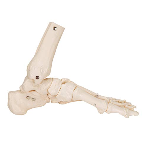 3B Scientific A31/1 Modelo Anatómico Humano - Esqueleto del Pie y Tobillo con Partes de Tibia y Fíbula Articulado + Software de Anatomía - 3B Smart Anatomy