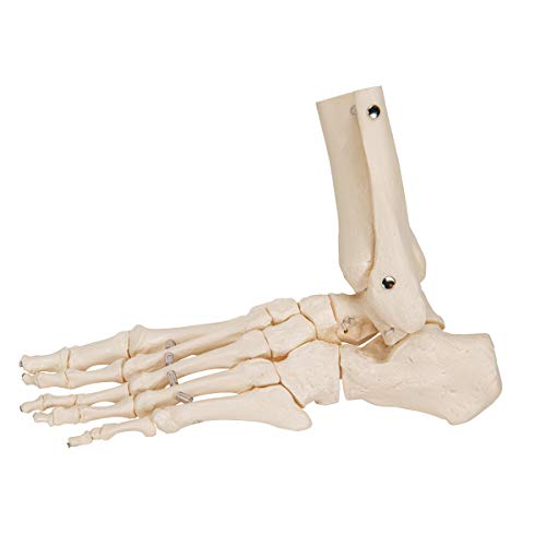 3B Scientific A31/1 Modelo Anatómico Humano - Esqueleto del Pie y Tobillo con Partes de Tibia y Fíbula Articulado + Software de Anatomía - 3B Smart Anatomy