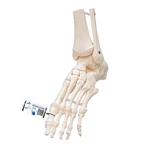 3B Scientific A31/1 Modelo Anatómico Humano - Esqueleto del Pie y Tobillo con Partes de Tibia y Fíbula Articulado + Software de Anatomía - 3B Smart Anatomy