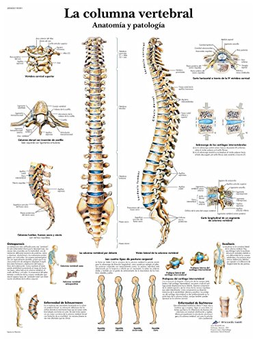 3B Scientific VR3152L Póster Educativo de la Anatomía Humana - la Columna Vertebral Human, Anatomía y Patología