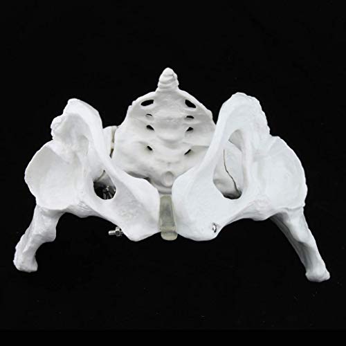 Anatomía Humana Pelvis Femenina Estatua Pelvis Femenina Sacro Pubis Modelo Modelo Educativo de tamaño Natural