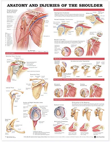 Anatomía y lesiones del hombro Tabla anatómica