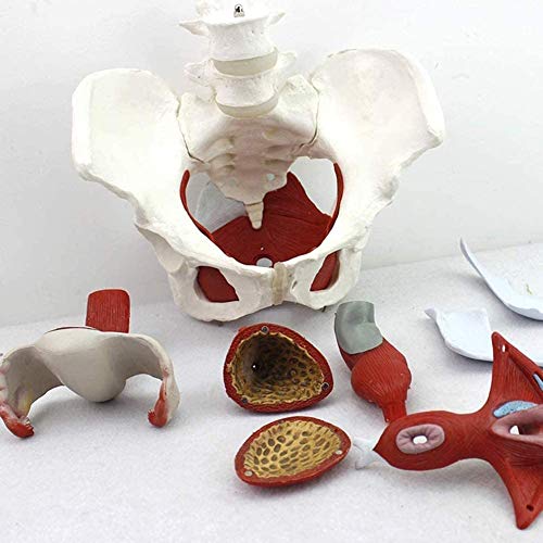 Anatómico Femenino Pelvis Modelo Ginecología Capacitación Doctor Regalo Pubis Y Órganos Removibles Pelvic Piso Músculos Músculos Anatómicos Modelo De Laboratorio Suministros De Capacitación Doctor