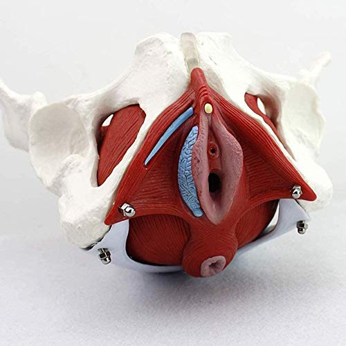 Anatómico Femenino Pelvis Modelo Ginecología Capacitación Doctor Regalo Pubis Y Órganos Removibles Pelvic Piso Músculos Músculos Anatómicos Modelo De Laboratorio Suministros De Capacitación Doctor