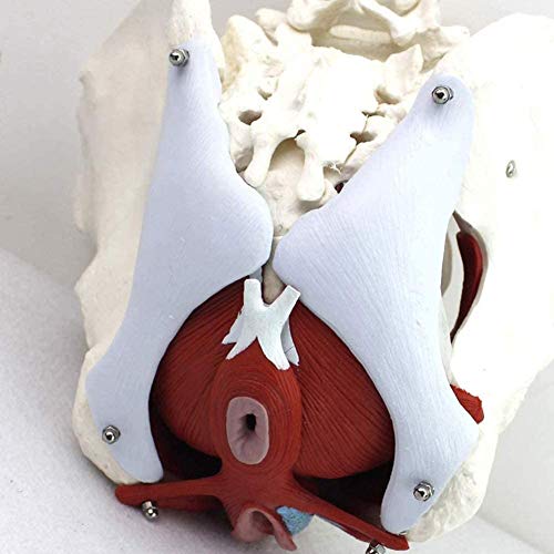 Anatómico Femenino Pelvis Modelo Ginecología Capacitación Doctor Regalo Pubis Y Órganos Removibles Pelvic Piso Músculos Músculos Anatómicos Modelo De Laboratorio Suministros De Capacitación Doctor