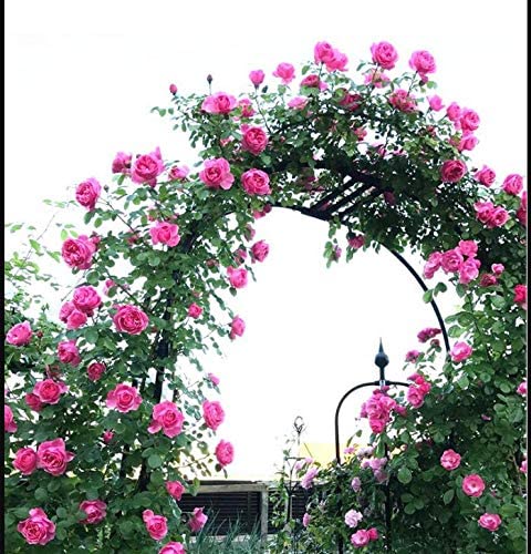 Cenadores de jardín para bodas para exteriores, arco de pérgola liviano, 7.2 pies de alto x 3.9 pies de ancho, 7.5 pies de alto x 6.5 pies de ancho, enrejado de cenador de varias plantas trepadoras,