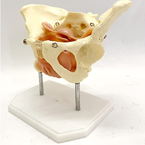 CZA 1: 1 Modelo De Anatomía Ósea Humana, Modelo De Pelvis Femenina para Suministros De Laboratorio, Herramienta De Aprendizaje Escolar De Medicina