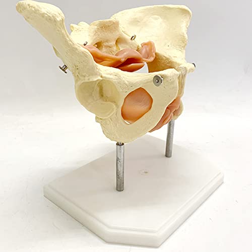 CZA 1: 1 Modelo De Anatomía Ósea Humana, Modelo De Pelvis Femenina para Suministros De Laboratorio, Herramienta De Aprendizaje Escolar De Medicina