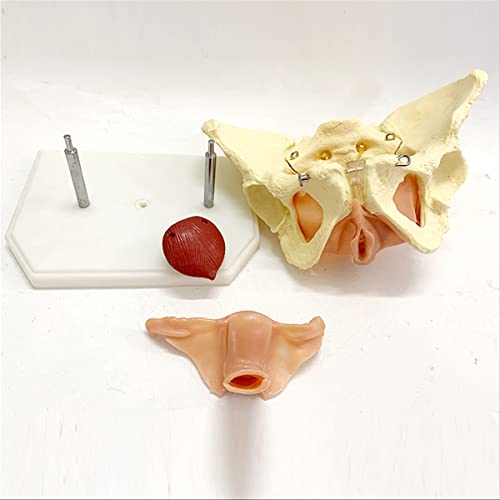 CZA 1: 1 Modelo De Anatomía Ósea Humana, Modelo De Pelvis Femenina para Suministros De Laboratorio, Herramienta De Aprendizaje Escolar De Medicina