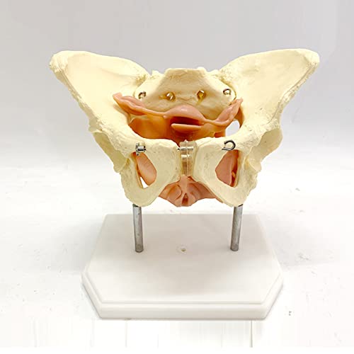 CZA 1: 1 Modelo De Anatomía Ósea Humana, Modelo De Pelvis Femenina para Suministros De Laboratorio, Herramienta De Aprendizaje Escolar De Medicina