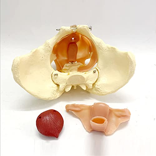 CZA 1: 1 Modelo De Anatomía Ósea Humana, Modelo De Pelvis Femenina para Suministros De Laboratorio, Herramienta De Aprendizaje Escolar De Medicina