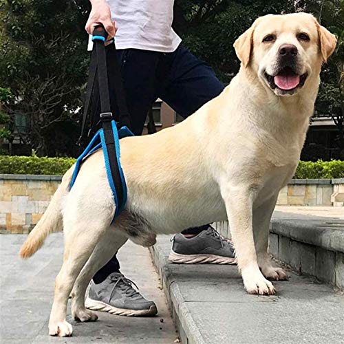 DHGTEP Arnés para Perros De Ayuda para La Columna Vertebral para El Arnés De Rehabilitación De Patas Traseras Ajustable con Asa para Las Lesiones De Los Perros Y La Artritis (Size : S)