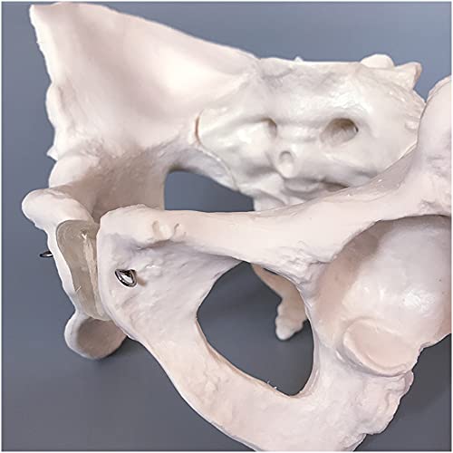 FHUILI Modelo de Pelvis Femenino - enseñanza médica Modelo de anatomía del Esqueleto Humano de la enseñanza médica - Huesos Pelvic de Adultos Obstetricia y ginecología Madriguera Pubis y Molde