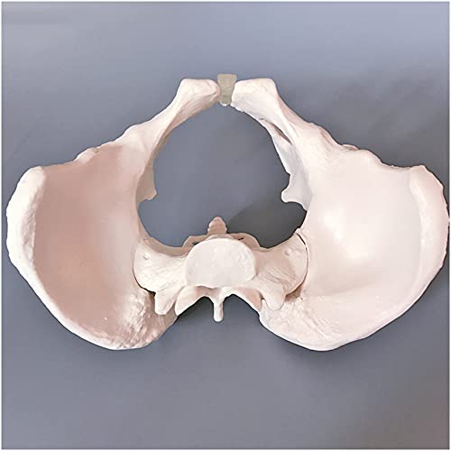 FHUILI Modelo de Pelvis Femenino - enseñanza médica Modelo de anatomía del Esqueleto Humano de la enseñanza médica - Huesos Pelvic de Adultos Obstetricia y ginecología Madriguera Pubis y Molde