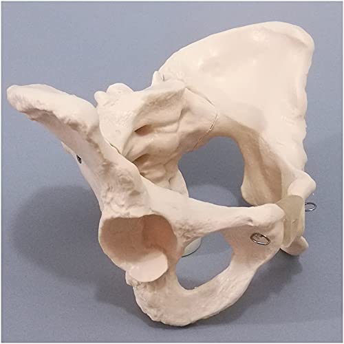 FHUILI Modelo de Pelvis Femenino - enseñanza médica Modelo de anatomía del Esqueleto Humano de la enseñanza médica - Huesos Pelvic de Adultos Obstetricia y ginecología Madriguera Pubis y Molde