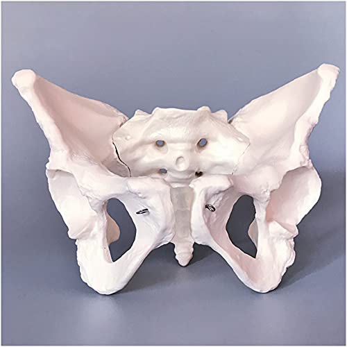 FHUILI Modelo de Pelvis Femenino - enseñanza médica Modelo de anatomía del Esqueleto Humano de la enseñanza médica - Huesos Pelvic de Adultos Obstetricia y ginecología Madriguera Pubis y Molde