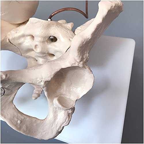 FHUILI Modelo de Pelvis Femenino - Modelo Educativo Pelvis Femenina con Modelo de Cabeza fetal - Modelo médico Embarazada de Mujeres - Molde enseñanza Pubis y Sacro para obstetricia y ginecología