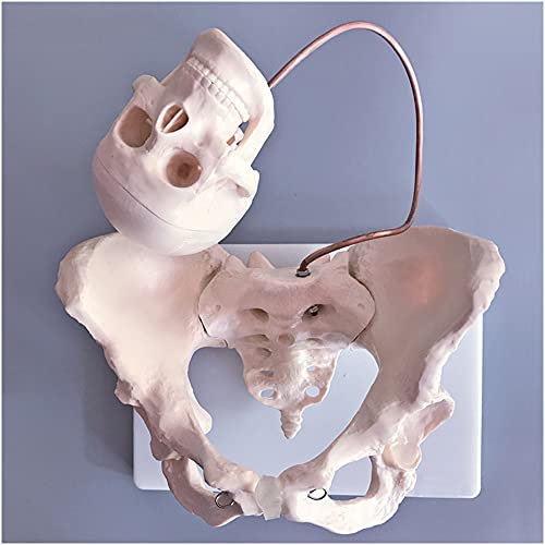 FHUILI Modelo de Pelvis Femenino - Modelo Educativo Pelvis Femenina con Modelo de Cabeza fetal - Modelo médico Embarazada de Mujeres - Molde enseñanza Pubis y Sacro para obstetricia y ginecología