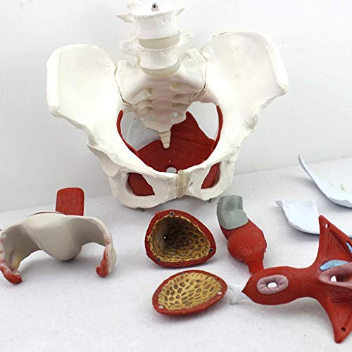 HYCy Modelo anatómico de Pelvis Femenina, ginecología, Regalo para médico, Pubis y órganos extraíbles, músculos del Suelo pélvico, Modelo anatómico, Suministros de Laboratorio