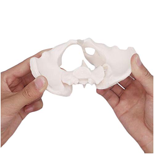 K99 Mini Modelo DE Pelvis - Modelo anatómico de Esqueleto pélvico Femenino - Réplica de tamaño de Vida de la anatomía Humana para la Entrenamiento de ginecología Doctor Regalo