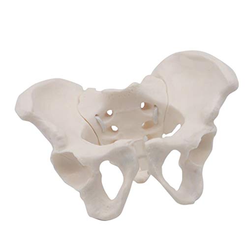 K99 Mini Modelo DE Pelvis - Modelo anatómico de Esqueleto pélvico Femenino - Réplica de tamaño de Vida de la anatomía Humana para la Entrenamiento de ginecología Doctor Regalo