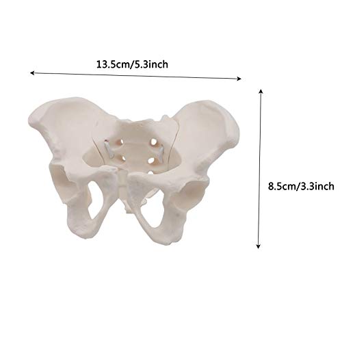 K99 Mini Modelo DE Pelvis - Modelo anatómico de Esqueleto pélvico Femenino - Réplica de tamaño de Vida de la anatomía Humana para la Entrenamiento de ginecología Doctor Regalo