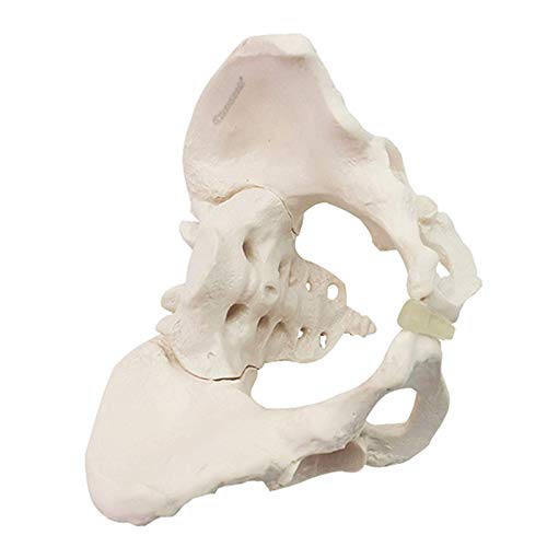 K99 Modelo anatómico de Esqueleto pélvico Femenino - Modelo de Pelvis dinámico - réplica ósea Humana anatómicamente precisa para la enseñanza, Herramienta de educación de anatomía