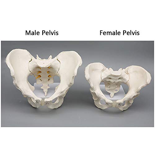 K99 Modelo de anatomía de Pelvis - Modelo anatómico de Esqueleto pélvico - Tamaño de la Vida Anatomía Humana pélvica Características Cadera, Sacrum y Coccyx,Male