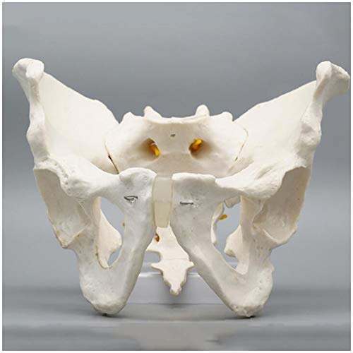 K99 Modelo de anatomía de Pelvis - Modelo anatómico de Esqueleto pélvico - Tamaño de la Vida Anatomía Humana pélvica Características Cadera, Sacrum y Coccyx,Male