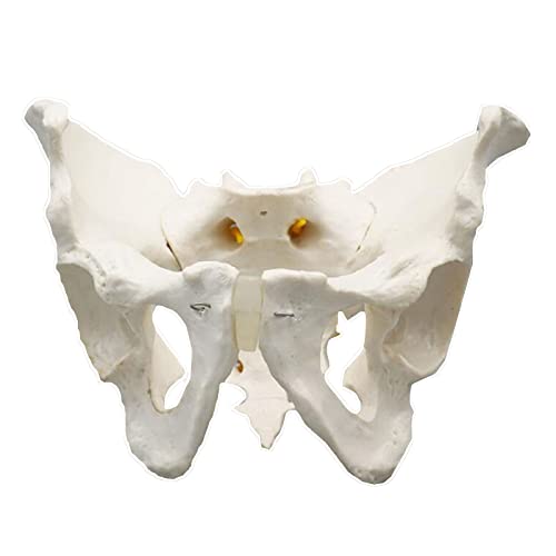 K99 Modelo de anatomía de Pelvis - Modelo anatómico de Esqueleto pélvico - Tamaño de la Vida Anatomía Humana pélvica Características Cadera, Sacrum y Coccyx,Male