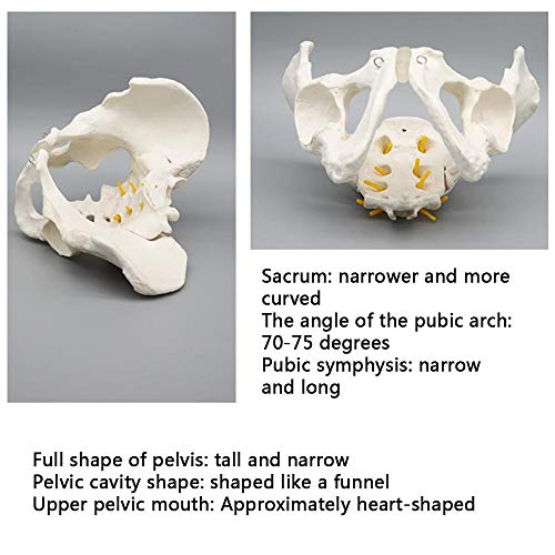 K99 Modelo de anatomía de Pelvis - Modelo anatómico de Esqueleto pélvico - Tamaño de la Vida Anatomía Humana pélvica Características Cadera, Sacrum y Coccyx,Male