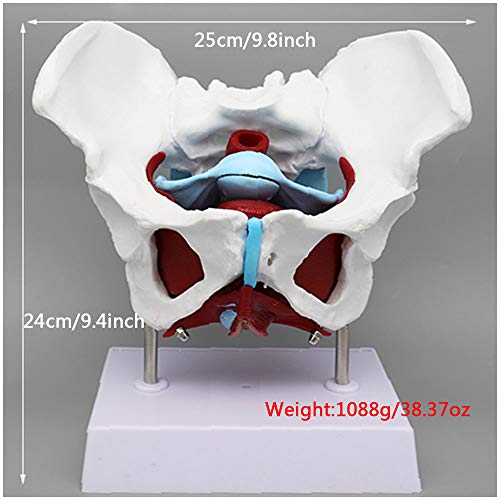 K99 Modelo de Esqueleto de Pelvis Femenino - Modelo de Pelvis Humano - Modelo genital pélvico Herramienta de enseñanza de rehabilitación Muscular de Estructura Muscular,B