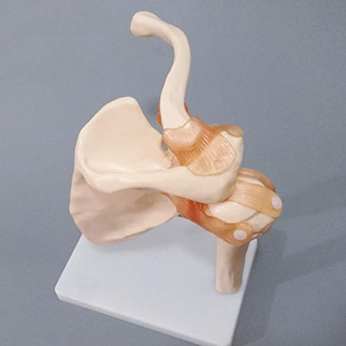 K99 Modelo de la articulación del Hombro - Modelo anatómico Humano - Tamaño de la Vida, Scapular Sketal Shoulletal Ligamento Ligamento Clavícula Cuerpo Humano Ortopédico Enseñanza