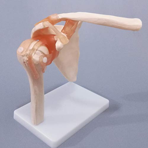 K99 Modelo de la articulación del Hombro - Modelo anatómico Humano - Tamaño de la Vida, Scapular Sketal Shoulletal Ligamento Ligamento Clavícula Cuerpo Humano Ortopédico Enseñanza