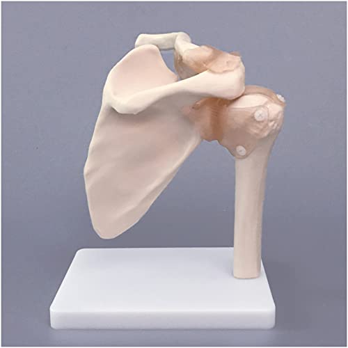 K99 Modelo de la articulación del Hombro - Modelo anatómico Humano - Tamaño de la Vida, Scapular Sketal Shoulletal Ligamento Ligamento Clavícula Cuerpo Humano Ortopédico Enseñanza