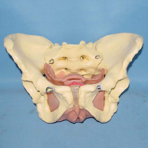 K99 Modelo de órganos viscerales pélvicos y fasciales - Modelo de Pelvis Hembra - Espécimen Humano Uterus Anatomía Ayuda de enseñanza médica