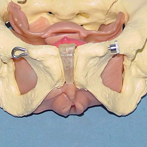 K99 Modelo de órganos viscerales pélvicos y fasciales - Modelo de Pelvis Hembra - Espécimen Humano Uterus Anatomía Ayuda de enseñanza médica