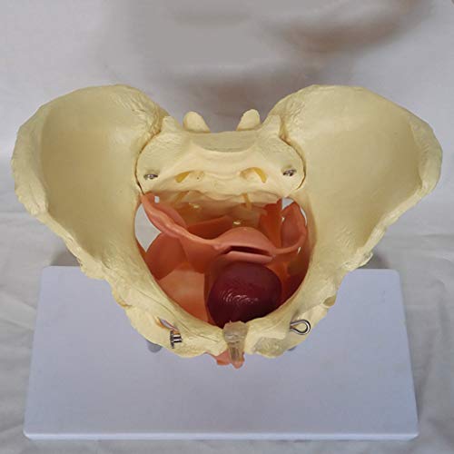 K99 Modelo de órganos viscerales pélvicos y fasciales - Modelo de Pelvis Hembra - Espécimen Humano Uterus Anatomía Ayuda de enseñanza médica