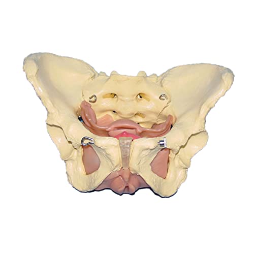 K99 Modelo de órganos viscerales pélvicos y fasciales - Modelo de Pelvis Hembra - Espécimen Humano Uterus Anatomía Ayuda de enseñanza médica