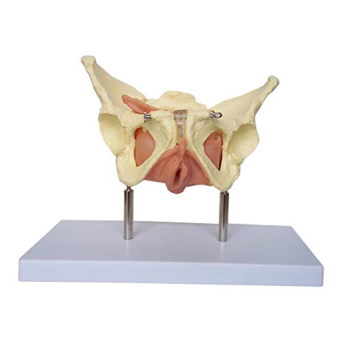 K99 Modelo de órganos viscerales pélvicos y fasciales - Modelo de Pelvis Hembra - Espécimen Humano Uterus Anatomía Ayuda de enseñanza médica