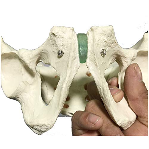 K99 Modelo de Pelvis Masculino - Modelo de Cadera - Modelo anatómico pélvico de Hueso de Hueso Macho de tamaño Natural para la enseñanza de la Herramienta de demostración estándar