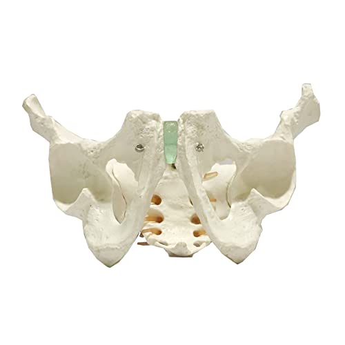 K99 Modelo de Pelvis Masculino - Modelo de Cadera - Modelo anatómico pélvico de Hueso de Hueso Macho de tamaño Natural para la enseñanza de la Herramienta de demostración estándar