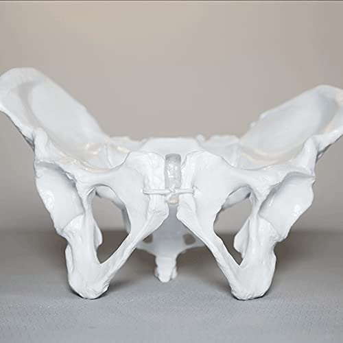 K99 Modelo esquelético de Pelvis - Modelo anatómico de Esqueleto pélvico Femenino - Réplica de tamaño de Vida de la anatomía Humana para la Entrenamiento de ginecología Doctor Regalo