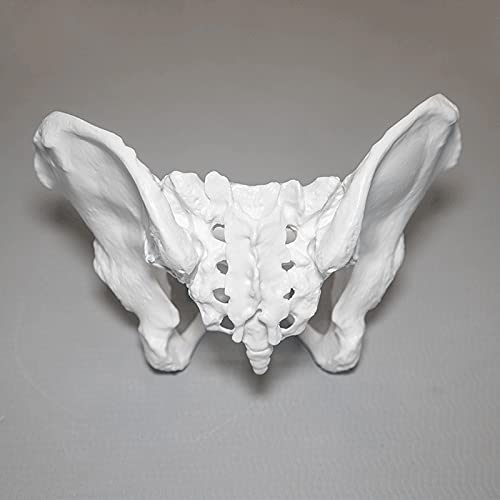 K99 Modelo esquelético de Pelvis - Modelo anatómico de Esqueleto pélvico Femenino - Réplica de tamaño de Vida de la anatomía Humana para la Entrenamiento de ginecología Doctor Regalo