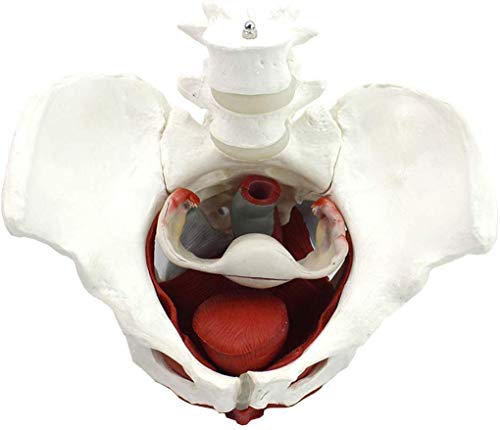 LBYLYH Modelo de Cuenca Femenino Educativo en Plantilla de Regalo de ginecología anatómica y Cuerpo de músculo extraíble Pubis anatomía pélvico